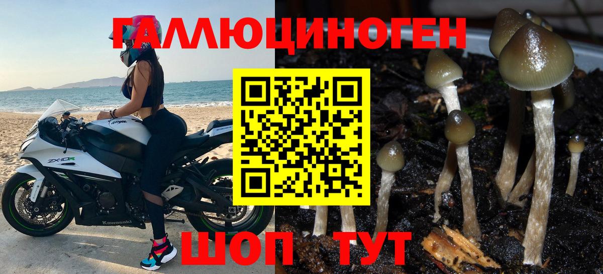 Псилоцибиновые грибы Psilocybe Красногорск